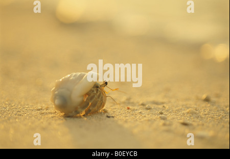 L'Eremita granchi sulla spiaggia Foto Stock