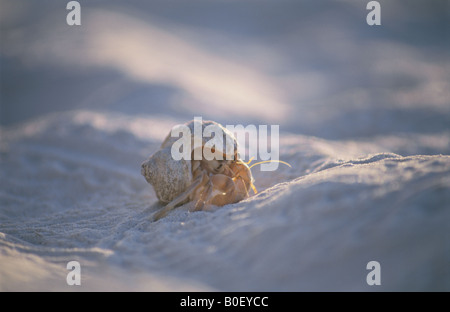 L'Eremita granchi sulla spiaggia Foto Stock