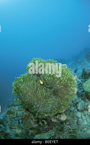 Un anemone marittimo e un orso Flea Foto Stock