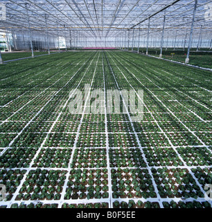 Giovani buzy lizzie piantine nella grande serra commerciale verso la parte posteriore come la fioritura per le piante in vaso Foto Stock
