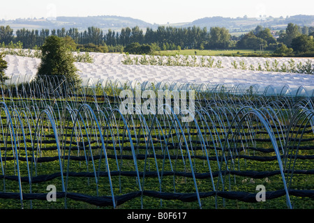 Tunnel di frutta fotogrammi a Harewood fine Herefordshire England Regno Unito Foto Stock