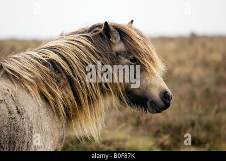 Pony pascolano sulla moor Dartmoor Devon Regno Unito Foto Stock