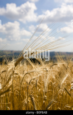 La maturazione di orzo Bourton sull'acqua Cotswolds Gloucetershire Regno Unito Foto Stock