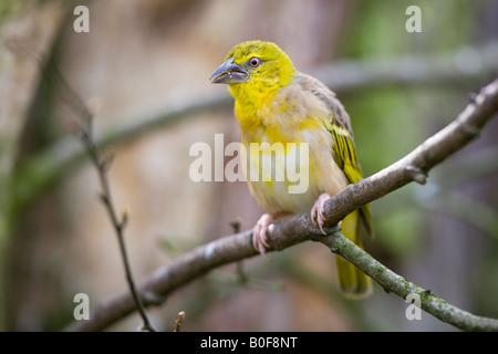 Villaggio femmina weaver - Ploceus cucullatus Foto Stock