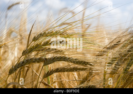 La maturazione di orzo Bourton sull'acqua Cotswolds Gloucetershire Regno Unito Foto Stock