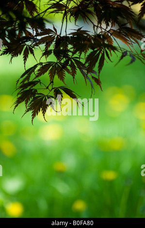 Acero giapponese acer palmatum "burgundy lace" foglie di albero Foto Stock