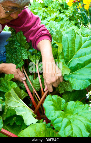 La raccolta di rabarbaro organico, una primavera trattare. Foto Stock