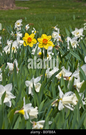 Narciso bianco Daffodils fiori fioriti primo piano dall'alto splendido paesaggio formato verticale ad alta risoluzione negli Stati Uniti ad alta risoluzione Foto Stock