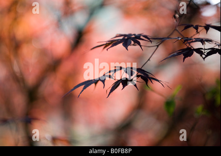 Acero giapponese acer palmatum "burgundy lace" foglie di albero Foto Stock