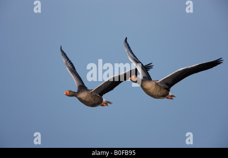 Graylag oche Anser anser coppia in volo con blue sky NORFOLK REGNO UNITO Foto Stock