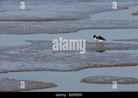 Oystercatchers Haematopus ostralegus, coppia adagiata su mudflat, Norfolk, Regno Unito. Foto Stock