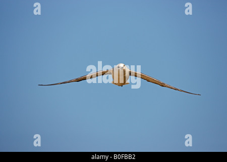 Northern Fulmar Fulmaris glacialis adulto in volo con blue sky NORFOLK REGNO UNITO Foto Stock