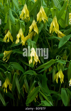 Uvularia grandiflora. A FIORE GRANDE bellwort. Foto Stock