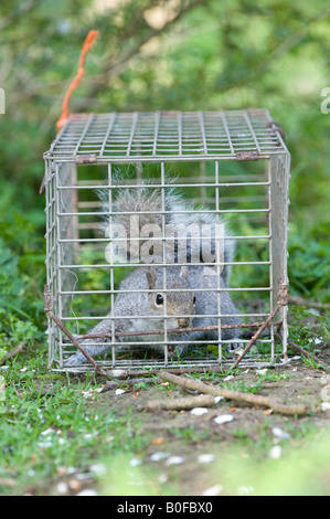 Sciurus carolinensis. Scoiattolo grigio in una trappola. Regno Unito Foto Stock