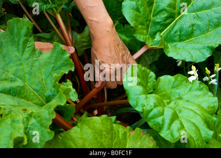 La raccolta di rabarbaro organico, una primavera trattare da una casa patch vegetale Foto Stock