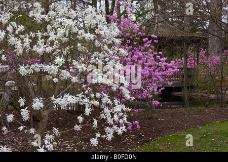 Alberi di Magnolia fiori fioriti parco primaverile giardino pubblico nessuno in Ohio Stati Uniti background la primavera è finalmente arrivata qui ad alta risoluzione Foto Stock