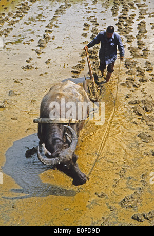 Agricoltore primavera arando fangoso risone con acqua di bufala nella provincia di Anhui Foto Stock