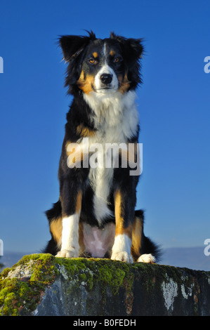 Border Collie cross-razza, guardando Foto Stock