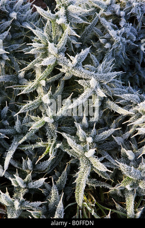 Trasformata per forte gradiente coperto di brina Thistle Oxfordshire England Regno Unito Foto Stock