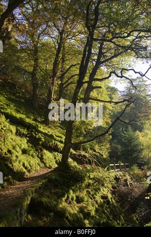 Il sentiero a Aira Beck nel distretto del Lago England Regno Unito Foto Stock