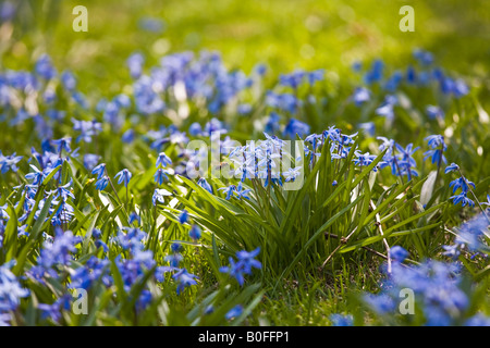Bee in blu fiori di primavera Scilla bifolia L Foto Stock