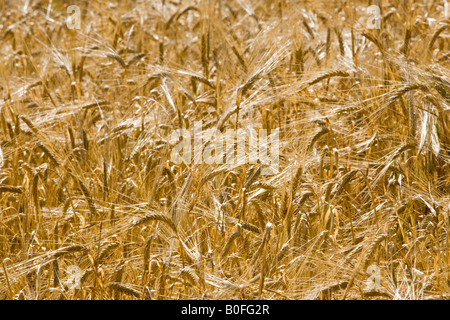 La maturazione di orzo Bourton sull'acqua Cotswolds Gloucetershire Regno Unito Foto Stock