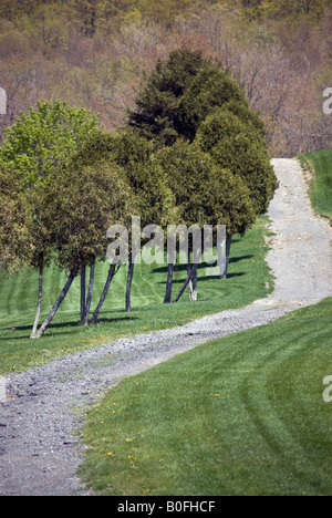 Alberi e tortuosa strada Foto Stock