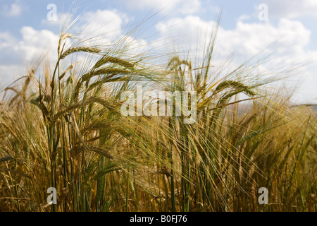 La maturazione di orzo Bourton sull'acqua Cotswolds Gloucetershire Regno Unito Foto Stock