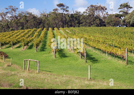 Un autunno vigneto circondato da foresta nativa nella regione di Margaret River dell Australia Occidentale Foto Stock