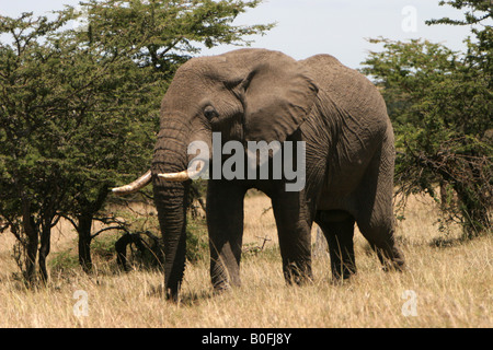 Bull elephant nel Masai Mara Kenya Africa orientale Foto Stock