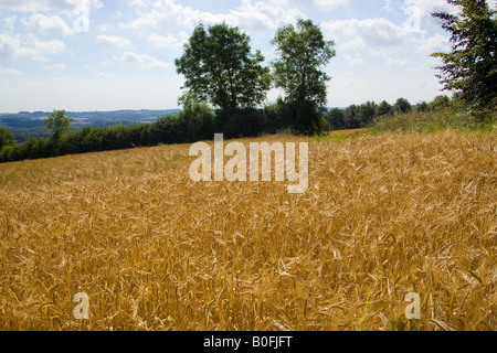 La maturazione del campo di orzo Bourton sull'acqua Cotswolds Gloucestershire Regno Unito Foto Stock