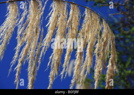 Toi toi erba contro il cielo blu Foto Stock