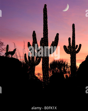 Al di sotto di un'alba o al tramonto Cielo, un coyote ululati di cactus Saguaro decorate con luci di vacanza. Foto Stock