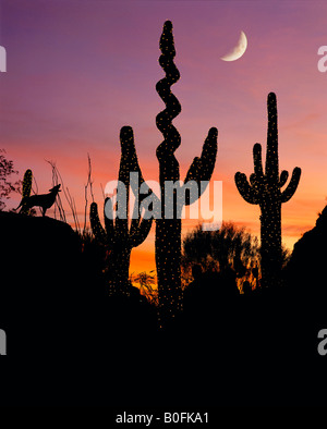 Al di sotto di un'alba o al tramonto Cielo, un coyote ululati di cactus Saguaro decorate con luci di vacanza. (Braccio di Cactus ritorti utilizzando Photoshop). Foto Stock