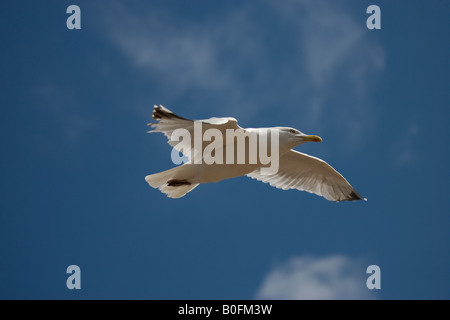 In bilico Aringa Gabbiano (Larus argentatus) vicino a Inverness in Scozia Foto Stock