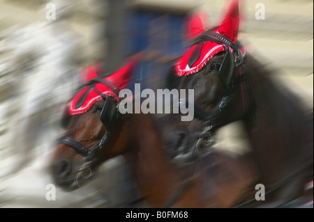 I cavalli tirando il carrello a Vienna Austria Foto Stock