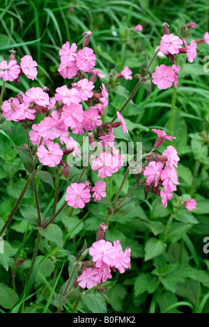 RED CAMPION SILENE DIOICA in una siepe WESTCOUNTRY Foto Stock