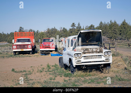 Una selezione di vecchi Chevrolet camion e pick-up in un campo Foto Stock