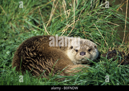 Lontra Lutra lutra cub avvolto a ricciolo sull'erba Foto Stock