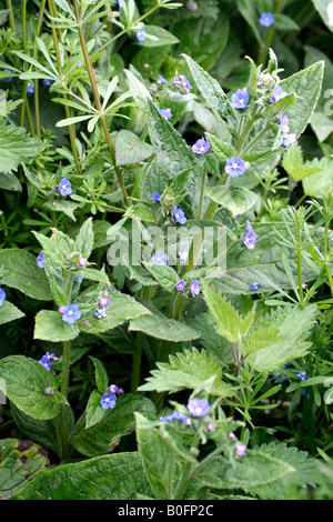 Verde PENTAGLOTTIS ALKANET SEMPERVIRENS CRESCE IN UN DEVON fondo hedge Foto Stock