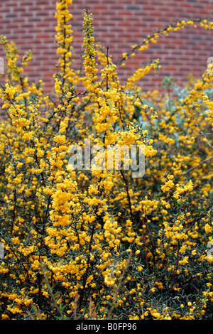 BERBERIS X STENOPHYLLA Foto Stock