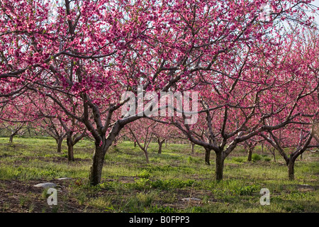 Fioritura di peschi Foto Stock