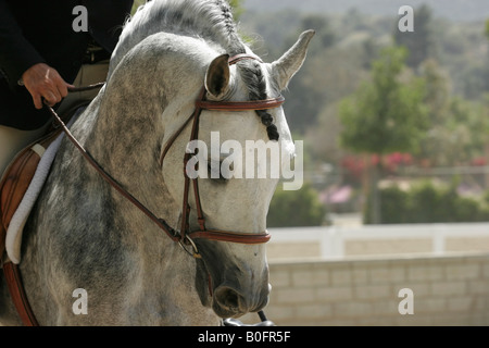 Primo piano di un inglese un piacere di equitazione Foto Stock