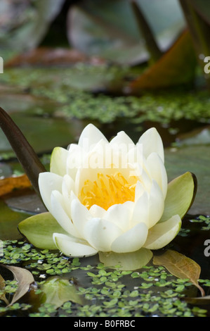 White water lily Nymphaea alba del laghetto in giardino Cornovaglia Foto Stock