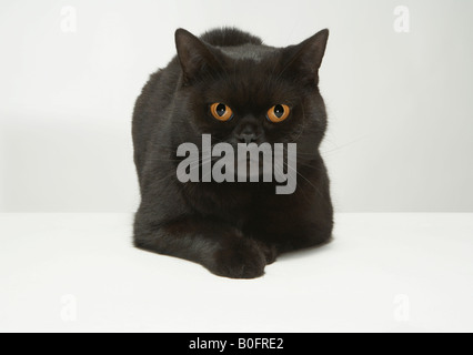Ritratto di gatto nero Foto Stock