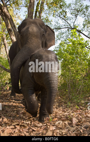 La madre e il bambino elefanti indiani giocare insieme dopo essere stato bagnato da loro Mahouts nella foresta di Kanha Wildlife Park Foto Stock