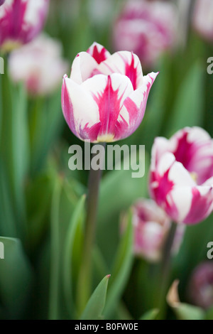 Rosa e bianca a strisce i tulipani Foto Stock