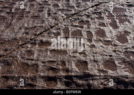 Tesselated rock a lunga scogliera riserva acquatica Foto Stock