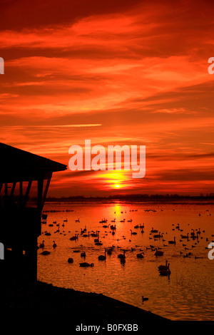 Tramonto in inverno Osservatorio Whooper Swan Cygnus cygnus Cigni muti Cygnus olor alimentare WWT Welney lavaggi riserva Cambridgeshire Regno Unito Foto Stock