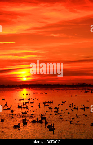 Tramonto in inverno Whooper Swan Cygnus cygnus Cigni muti Cygnus olor alimentare WWT Welney lavaggi riserva Cambridgeshire Inghilterra Gran Bretagna Foto Stock